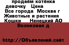 продаём котёнка девочку › Цена ­ 6 500 - Все города, Москва г. Животные и растения » Кошки   . Ненецкий АО,Волоковая д.